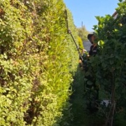 Mantención de áreas verdes